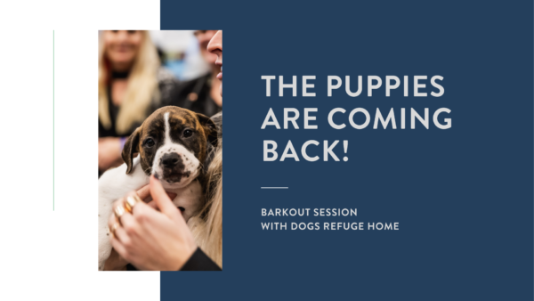 barkout session with dogs refuge home